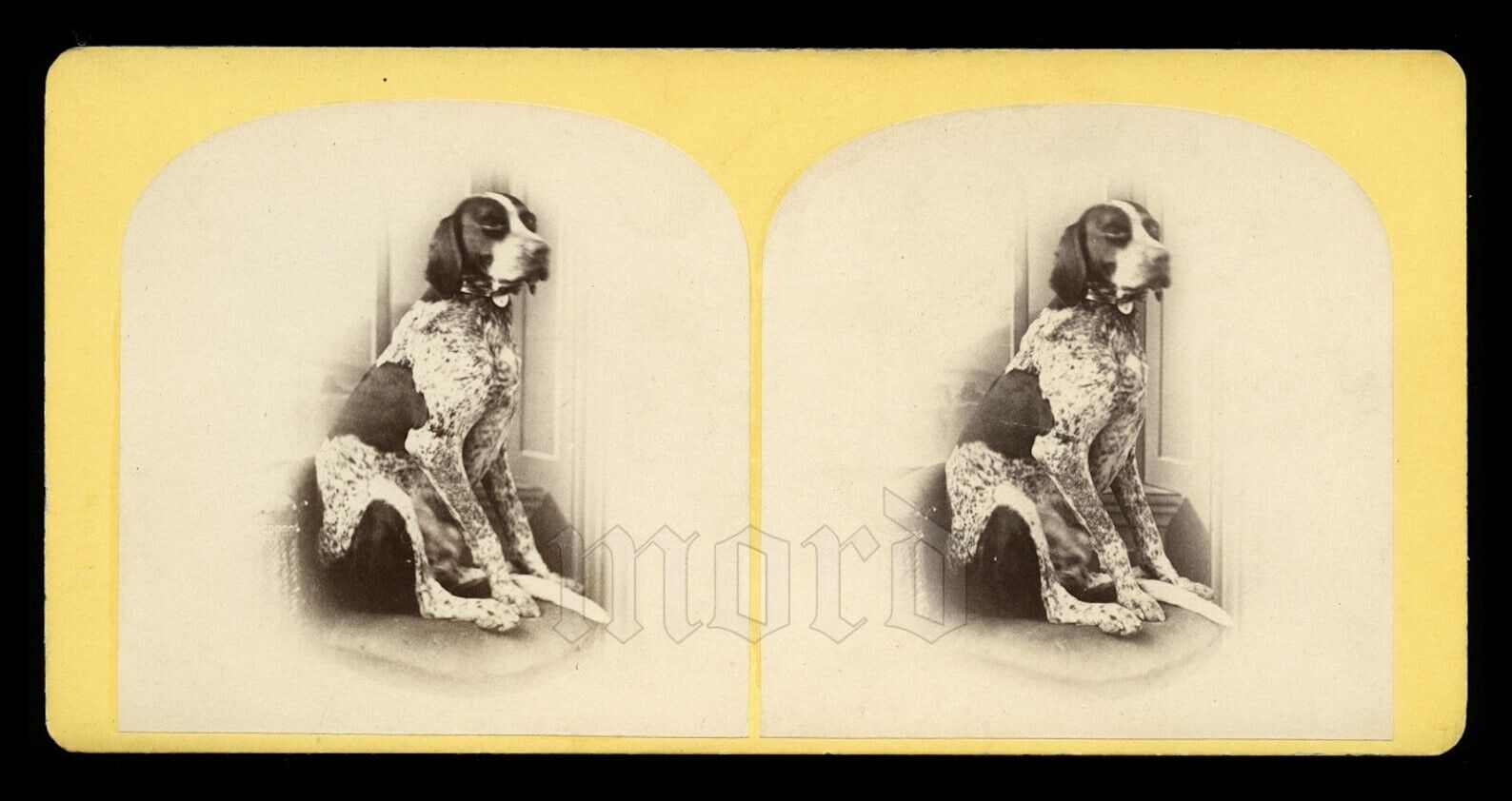 Beautiful 1800s Stereoview Photo of an ENGLISH POINTER Dog