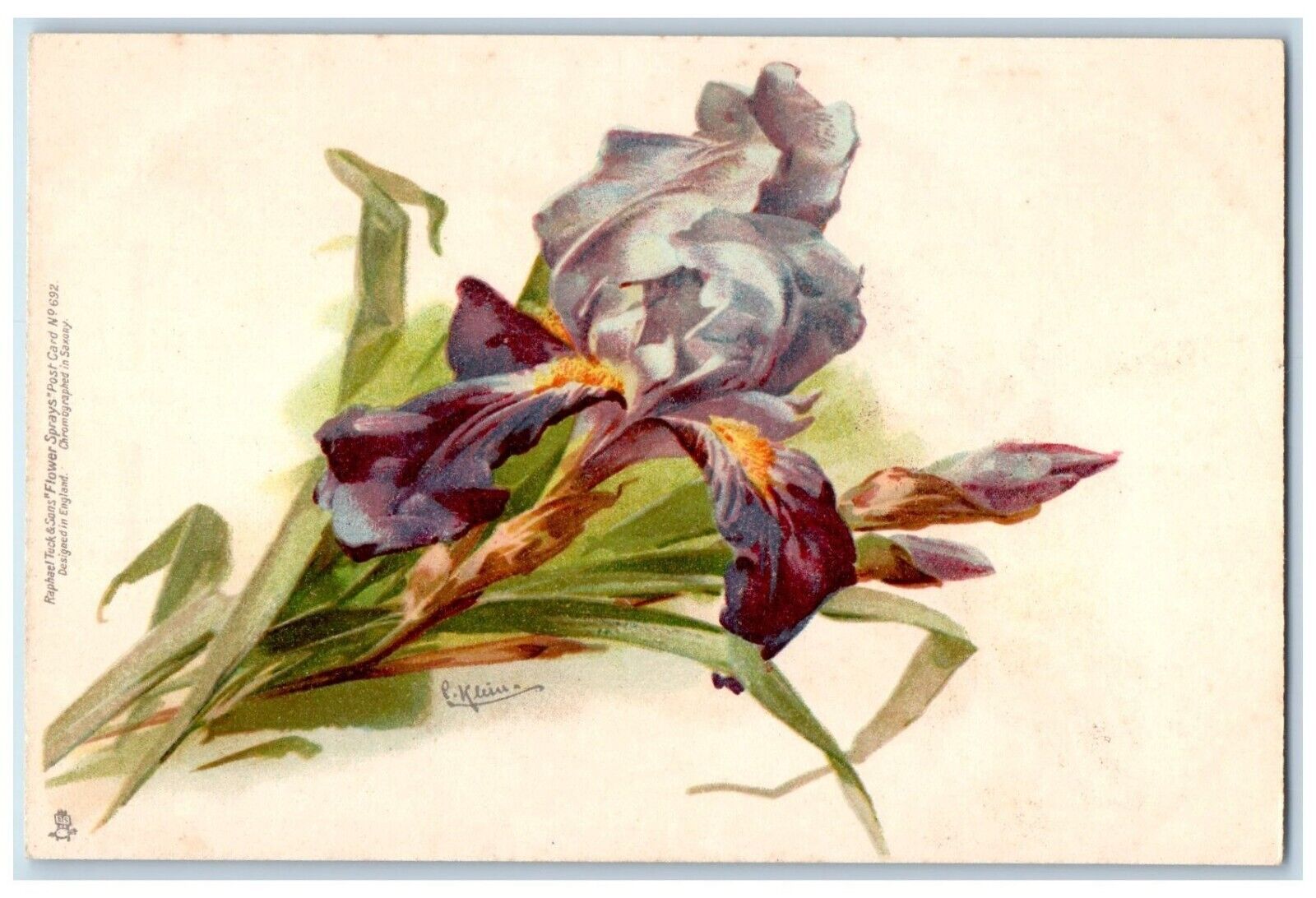 Klein Artist Signed Postcard Flowers Tuck's c1905 Unposted Antique