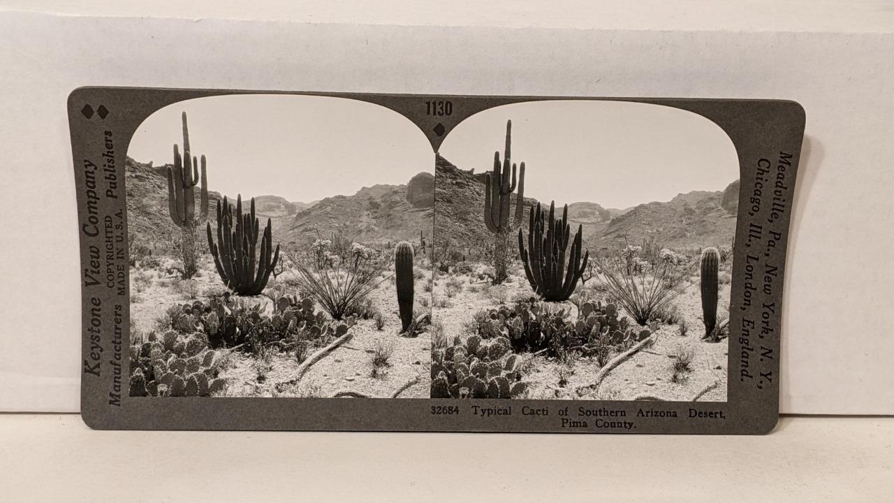 a553, Keystone SV; Typical Cacti of Southern Arizona Desert; 1130-32684, 1930s