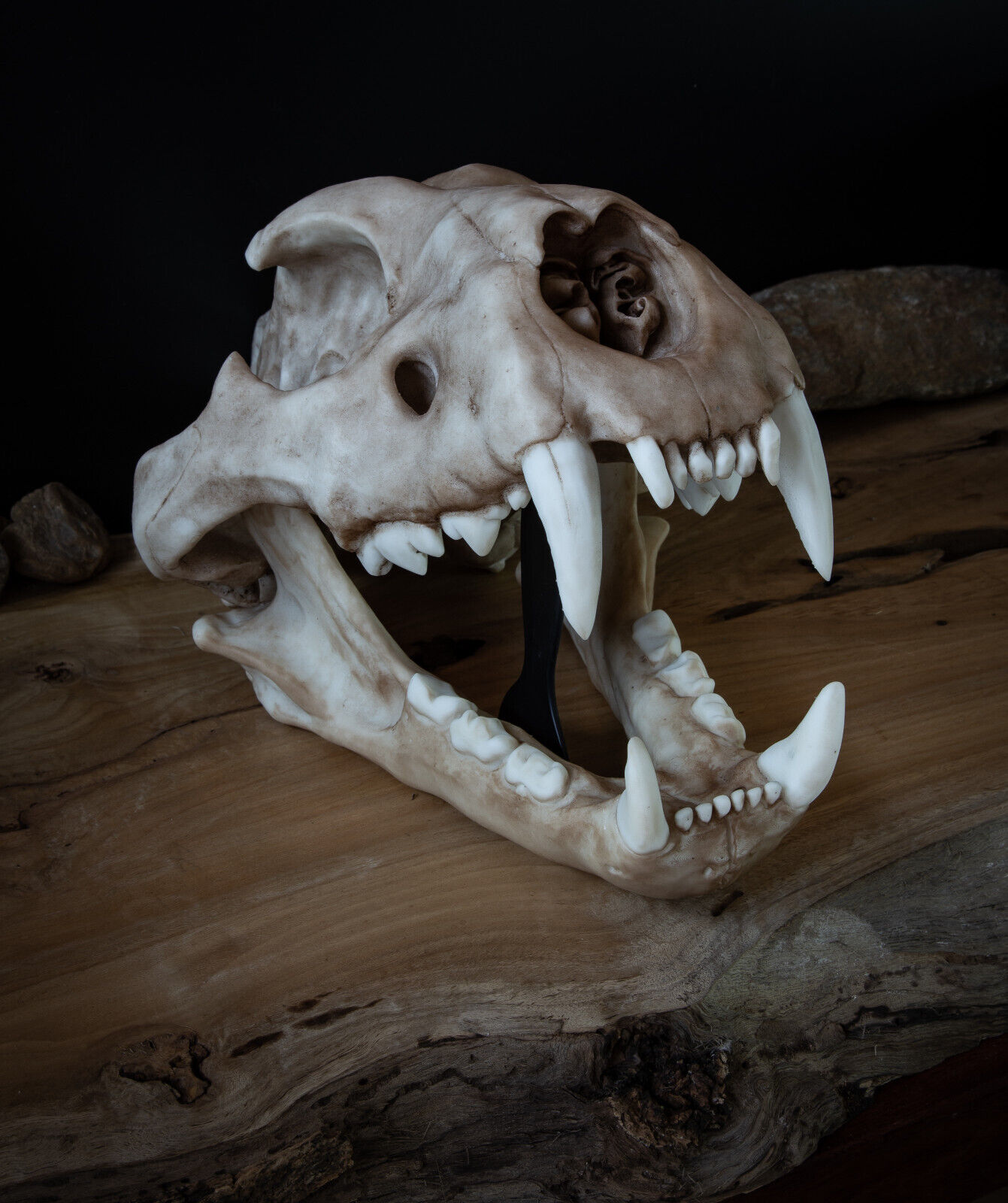 Lion Skull - Large Adult - high quality replica - FREE world wide shipping.