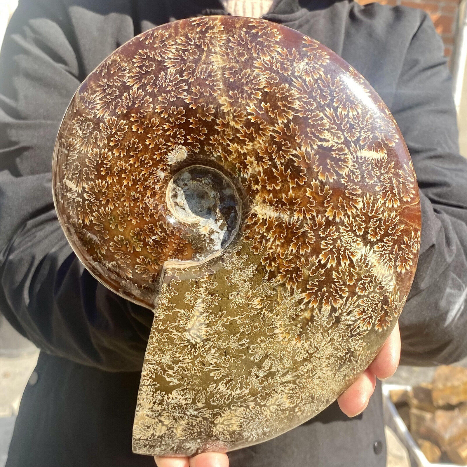 3.7LB Rare Natural Tentacle Ammonite FossilSpecimen Shell Healing Madagascar