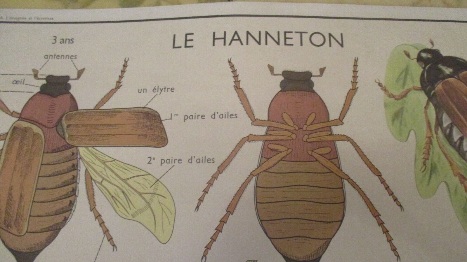 Vintage French Educational Anatomy Poster Insects Spiders, Beetles. Double Sided