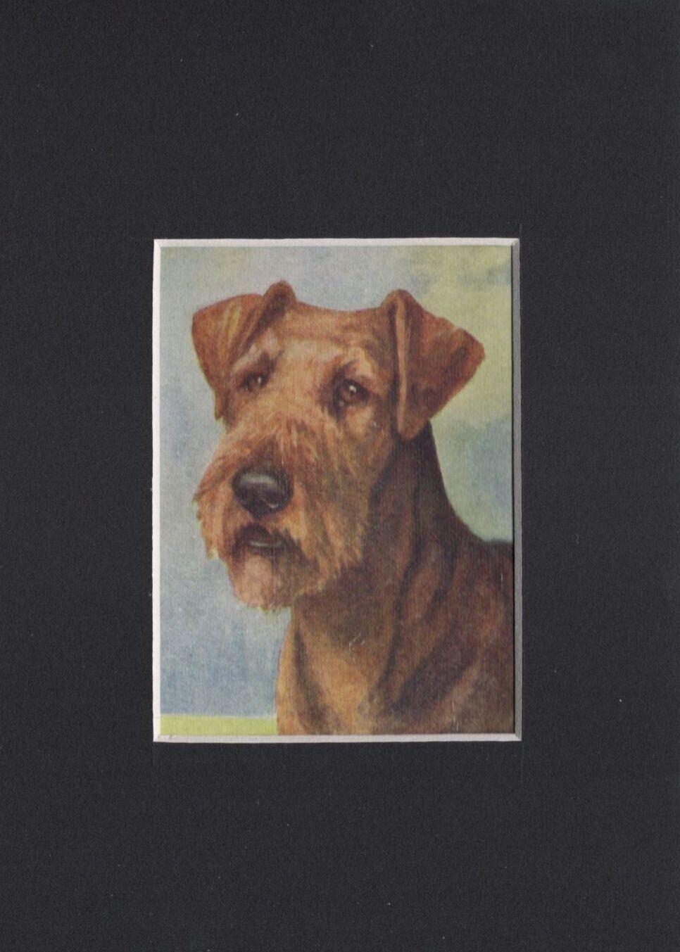 Vintage 1934 Airedale Terrier Print - CUSTOM MATTED - Dog Art Print - Ready Gift