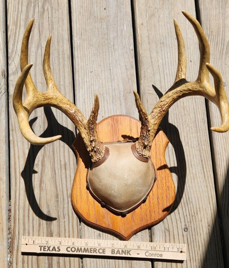 Vintage Taxidermy Whitetail Deer Antlers 10 points Plaque Wall Mount Hunting