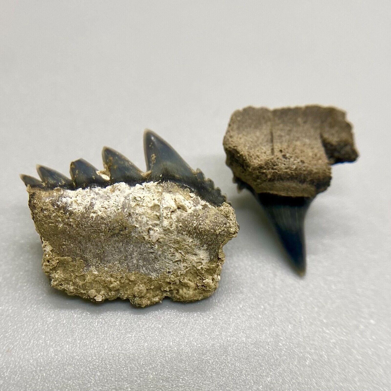 Colorful, rare Pair U/L Fossil Extinct SEVENGILL COW SHARK Teeth - New Bern, NC