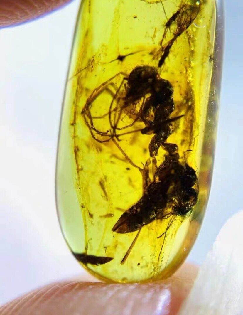 Burmese insects fossil burmite Cretaceous Rare large ants insect amber Myanmar