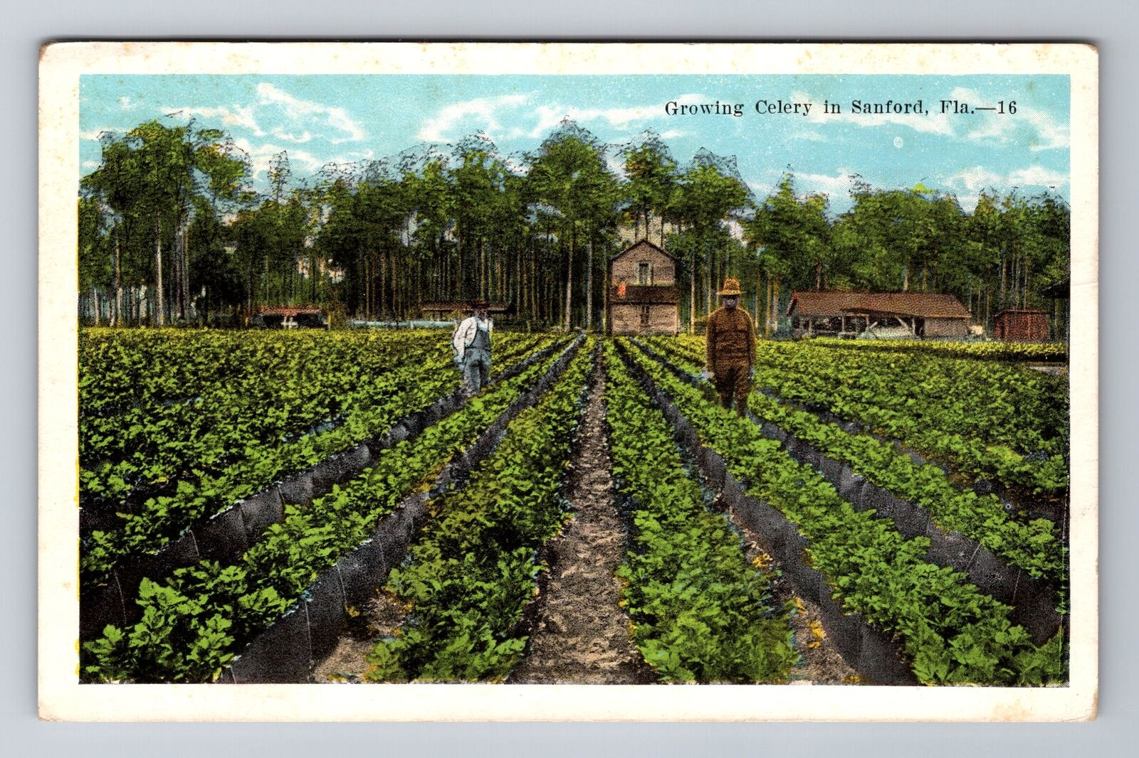 Sanford FL-Florida, Growing Celery, Antique, Vintage Souvenir Postcard