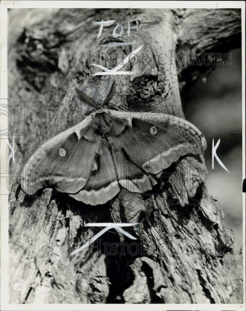 1950 Press Photo Polyphemus Moth Perches on Tree - lra81695