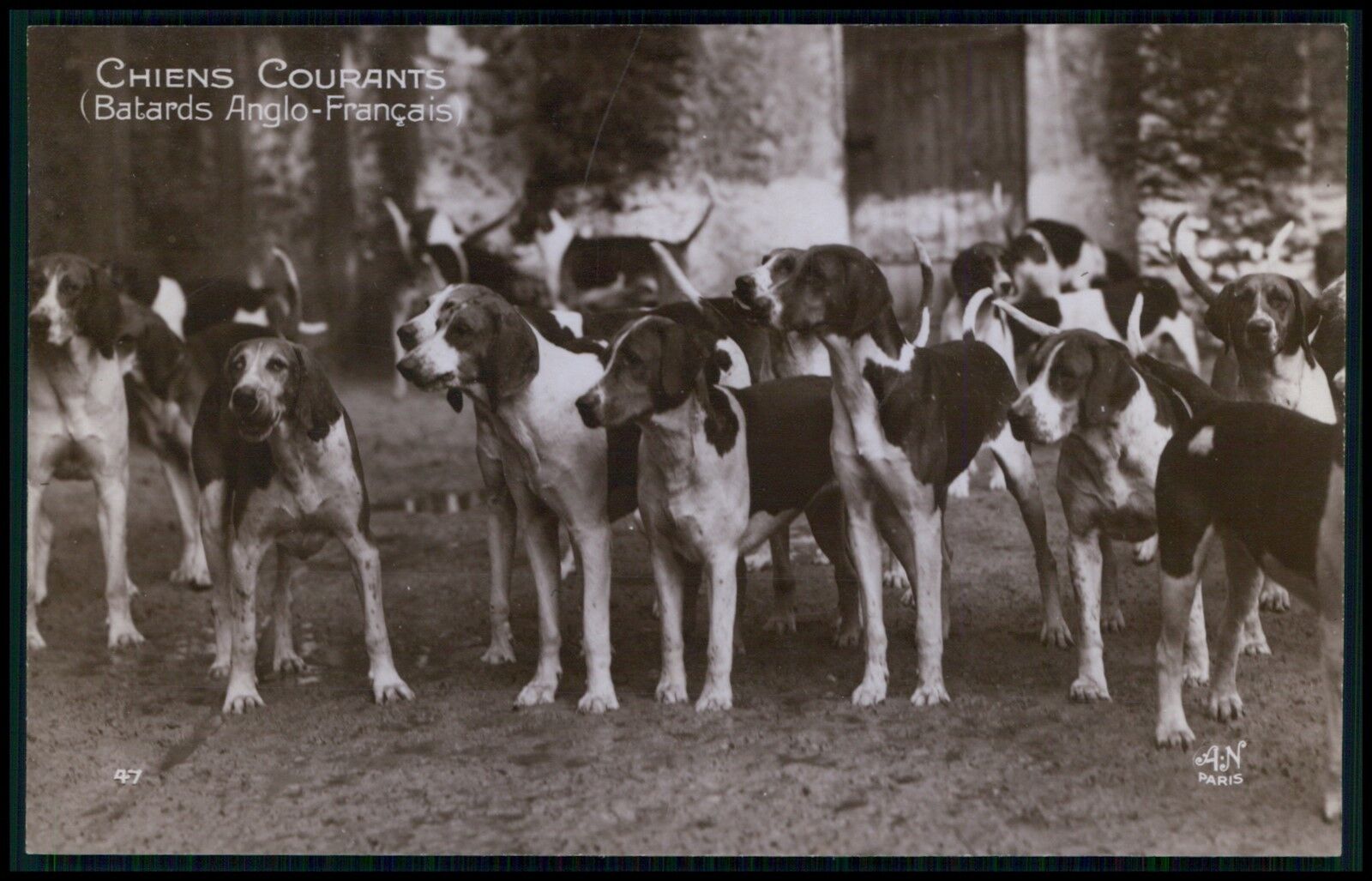 Great Anglo-French Hound dog hunting pack original old 1920s photo postcard bb