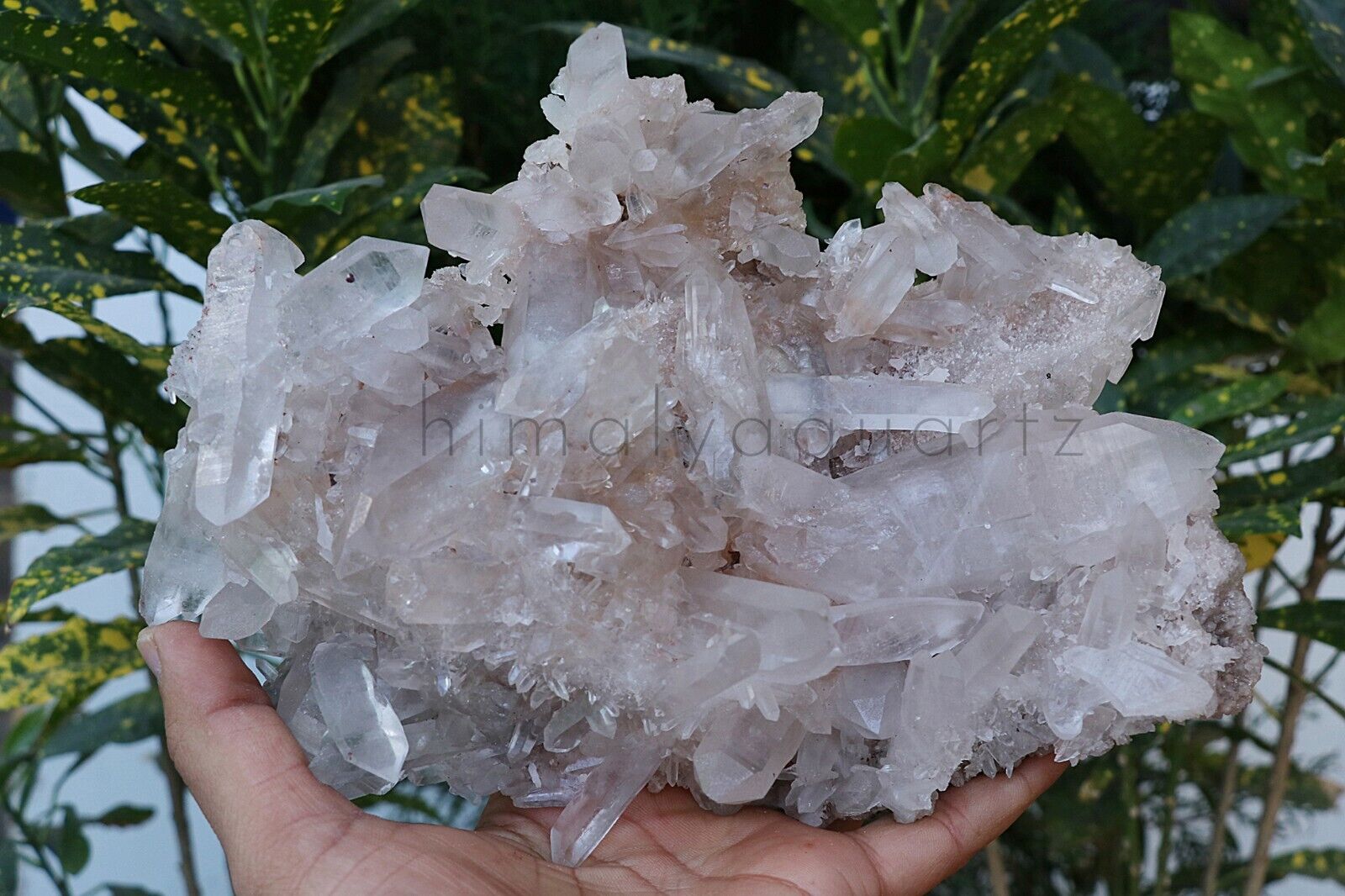 Top Quality White & Pink Quartz Cluster Stone 1.365Kg Crystal Rough, Home Decor