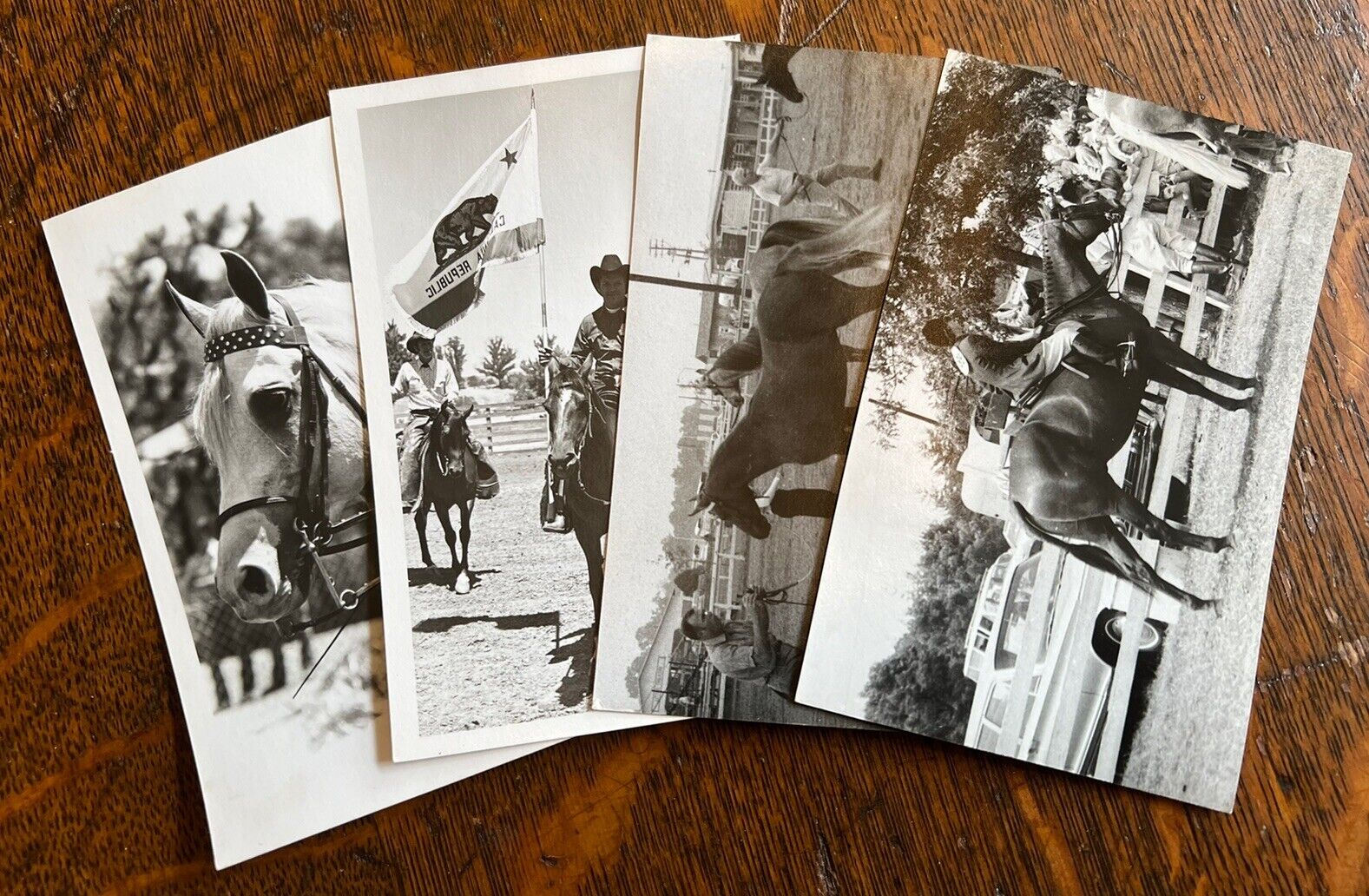 Arabian Stallion Vintage Kodak Photo Postcard Lot C (4 Postcards)