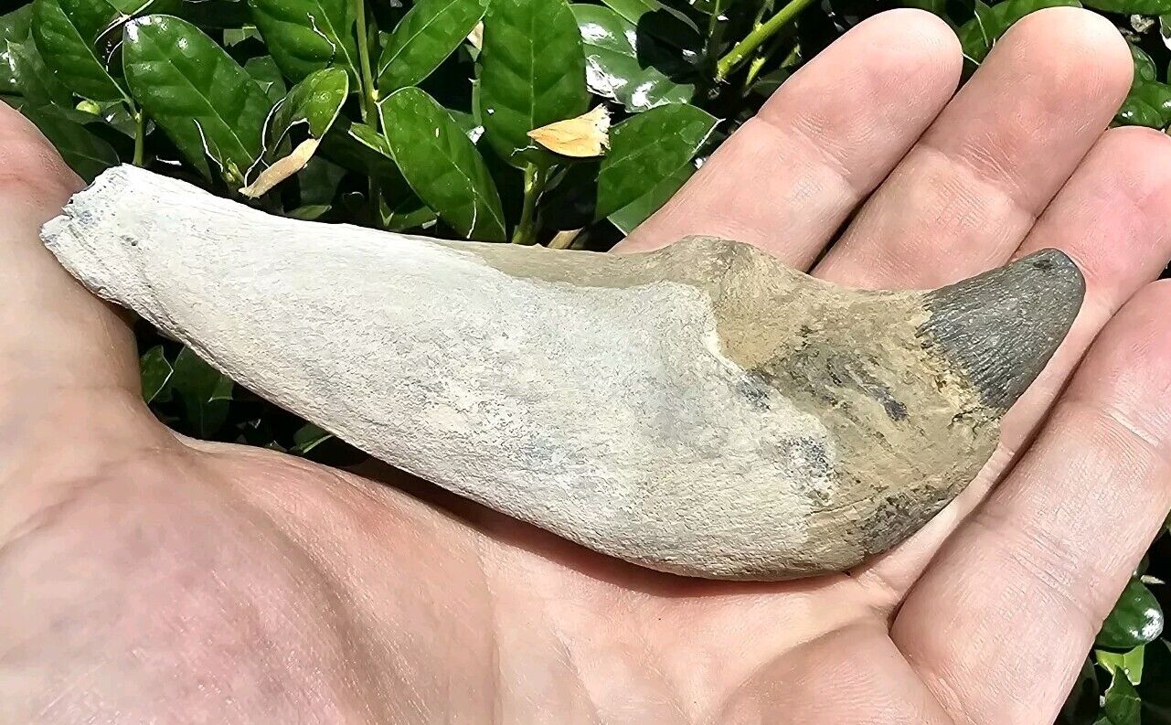 Lee Creek W-h-@-l-e Tooth Fossil North Carolina Not Shark