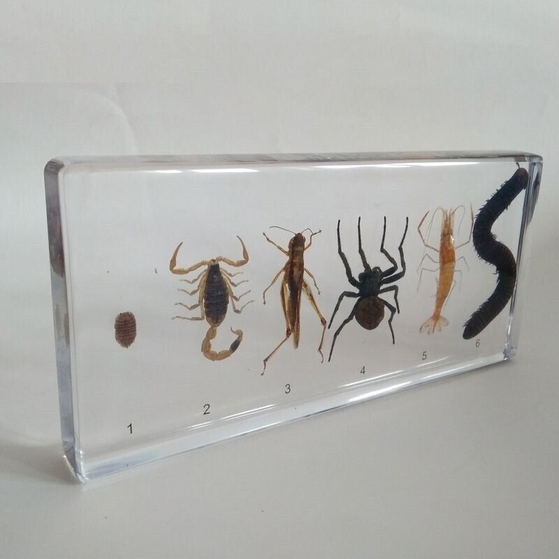 Transparent Resin Arthropods Centipede Shrimp Locust Scorpion Embedded Model