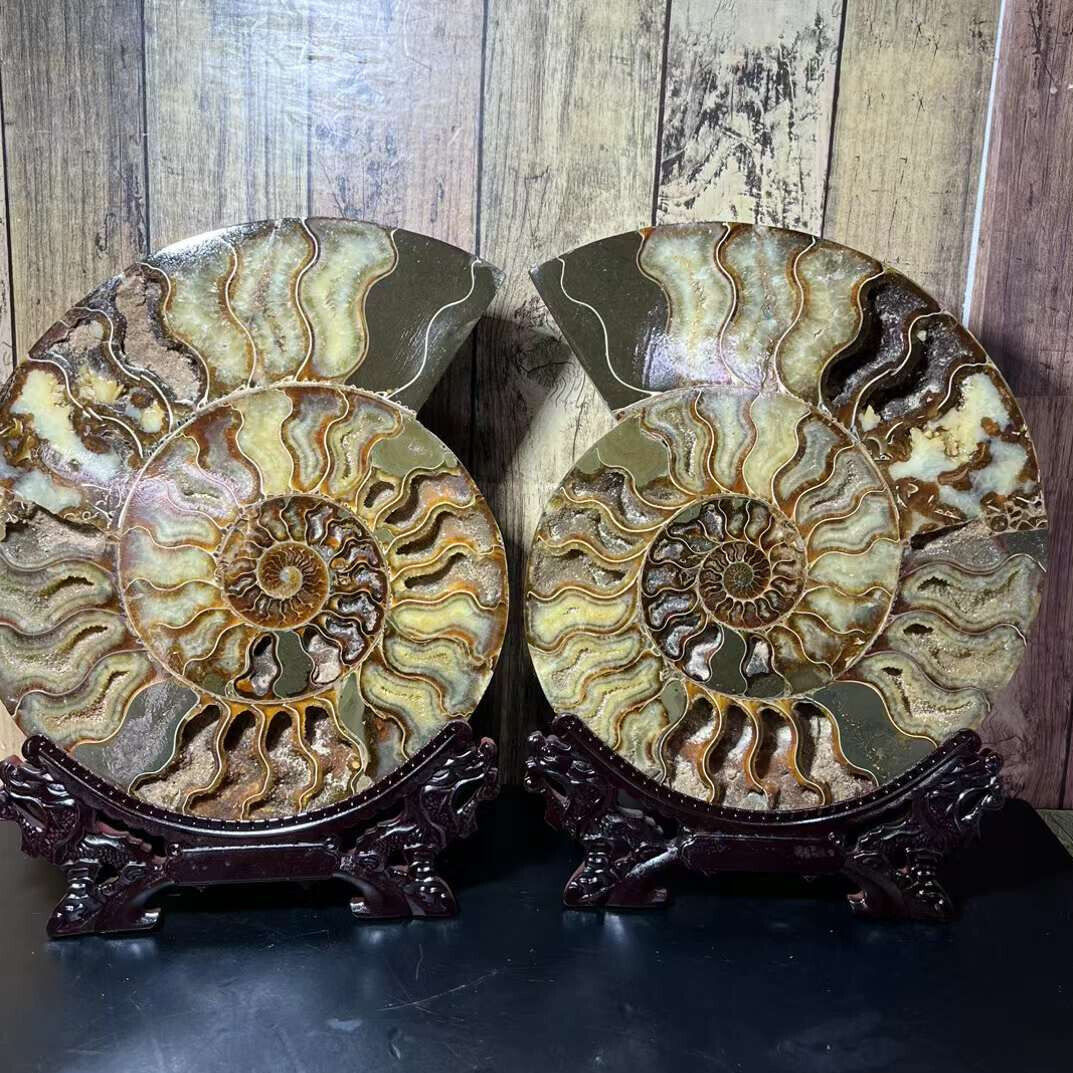 10.91lb top A Pair Natural ammonite fossil conch Crystal specimen healing+stand