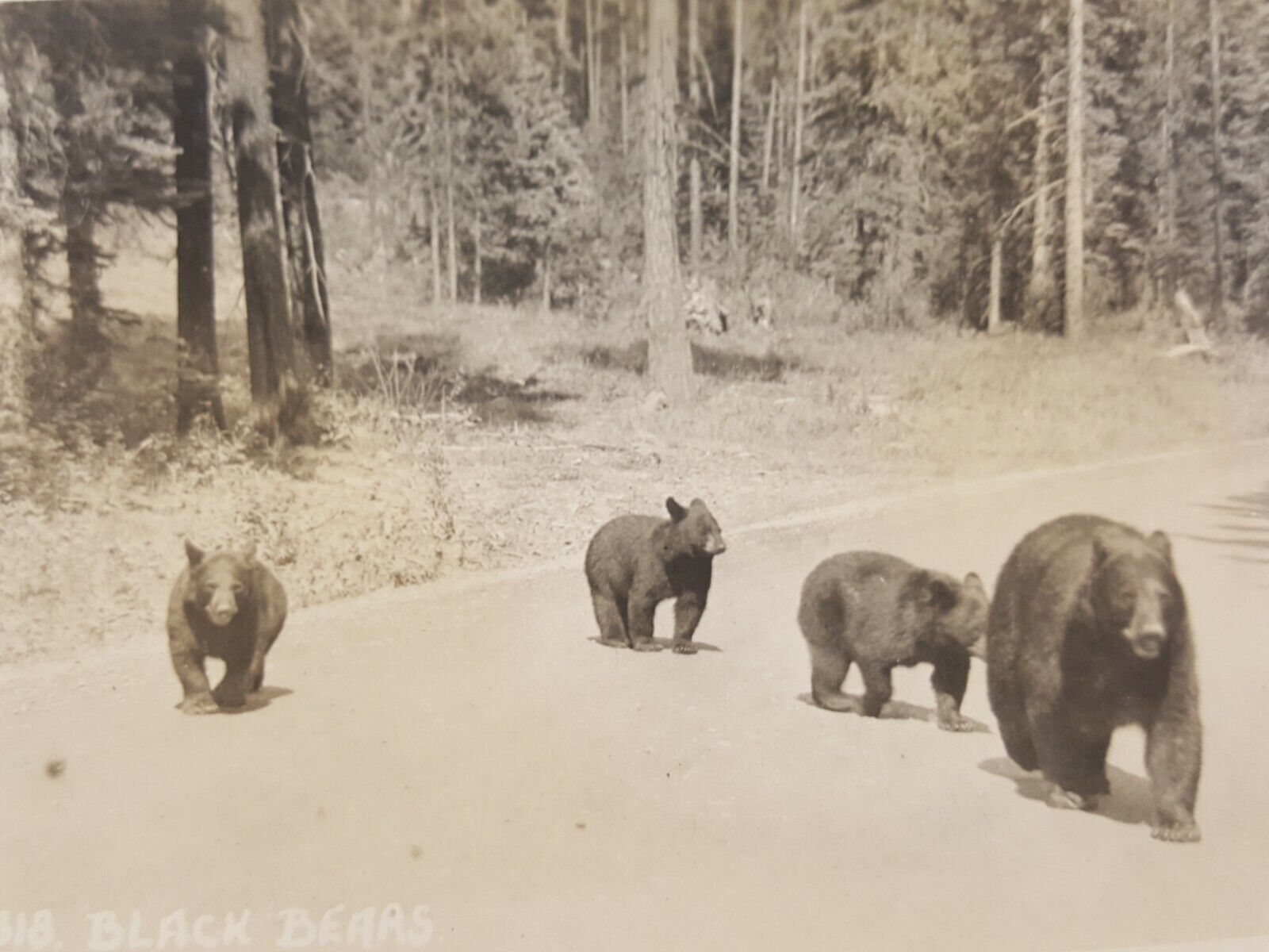 Vintage RPPC Canadian Pacific Railway Postcard Black Bear and Cubs Banff Canada