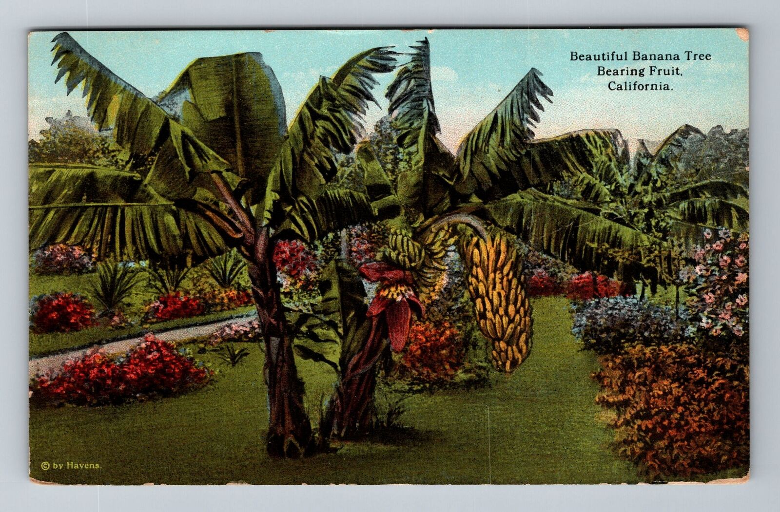 CA-California, Banana Tree Bearing Fruit, c1923, Vintage Postcard
