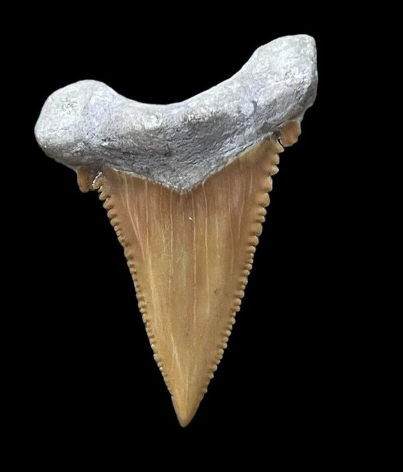 Ancient Apex Predator: Genuine Paleocarcharodon Fossil Tooth from Morocco