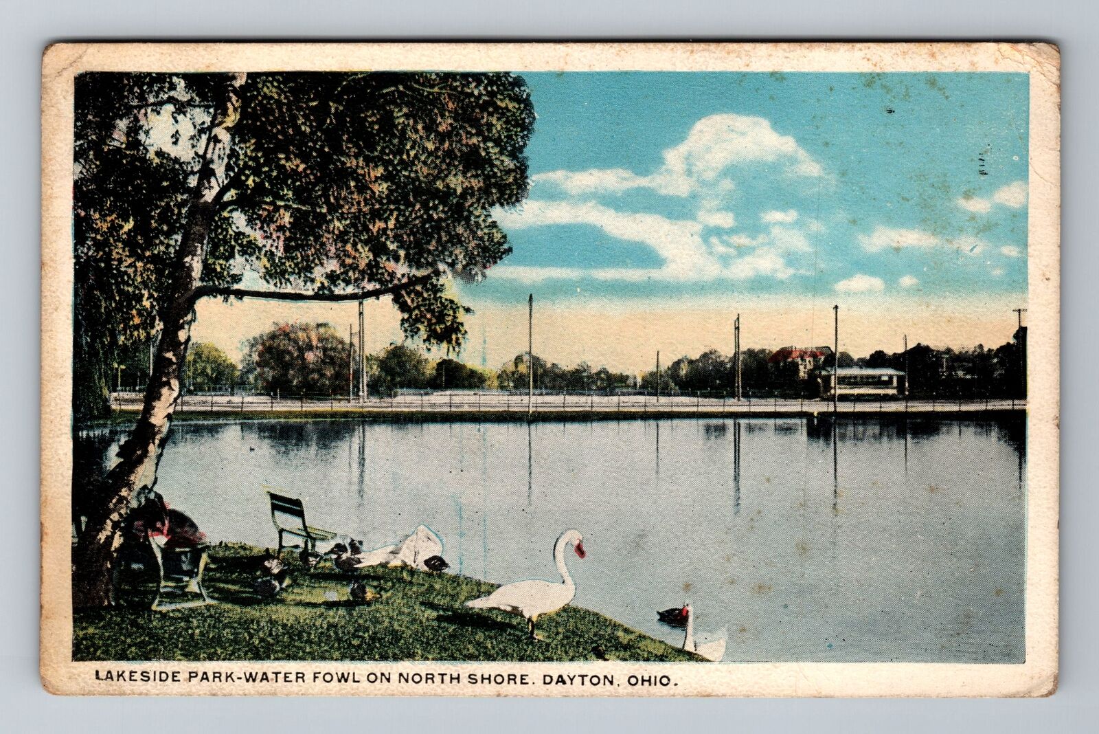 Dayton OH-Ohio, Lakeside Park, Water Fowl North Shore, Antique Vintage Postcard