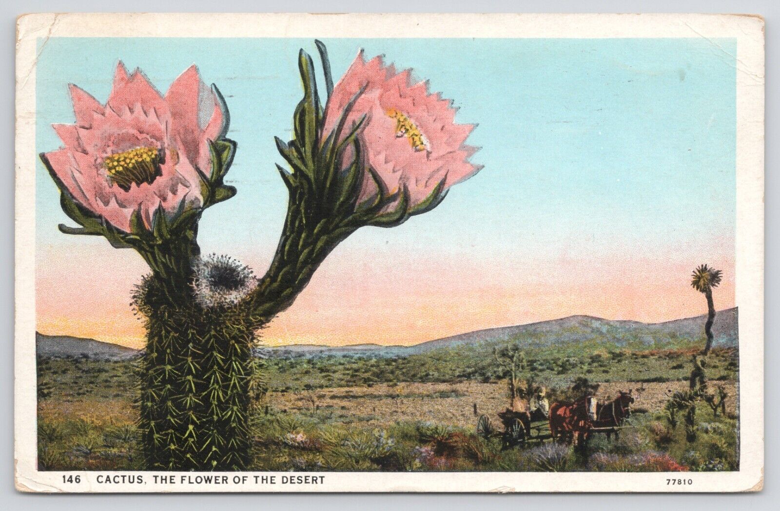 Arizona Cactus Flower Of The Desert 1931 White Border Postcard
