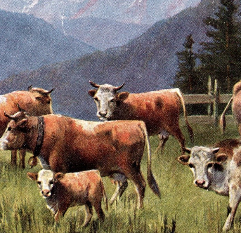 Cows Postcard Vintage 1907