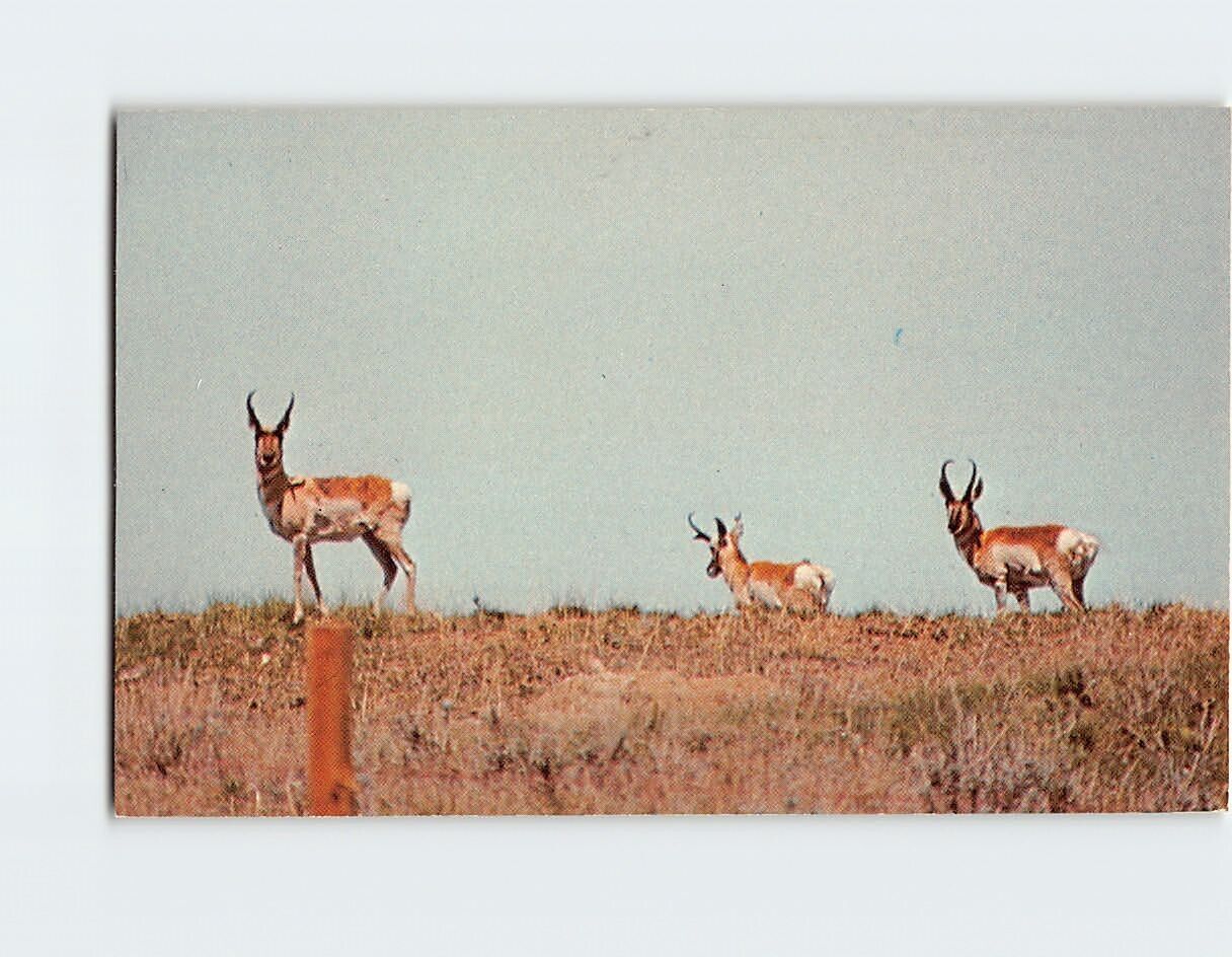 Postcard The Swift American Pronghorn