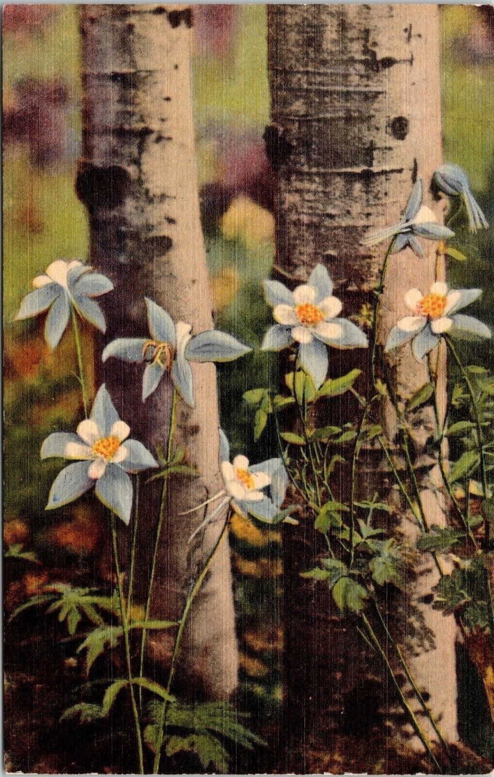 Colorado Columbines Aspens State Flower CO Linen Forest UNP Vintage Postcard