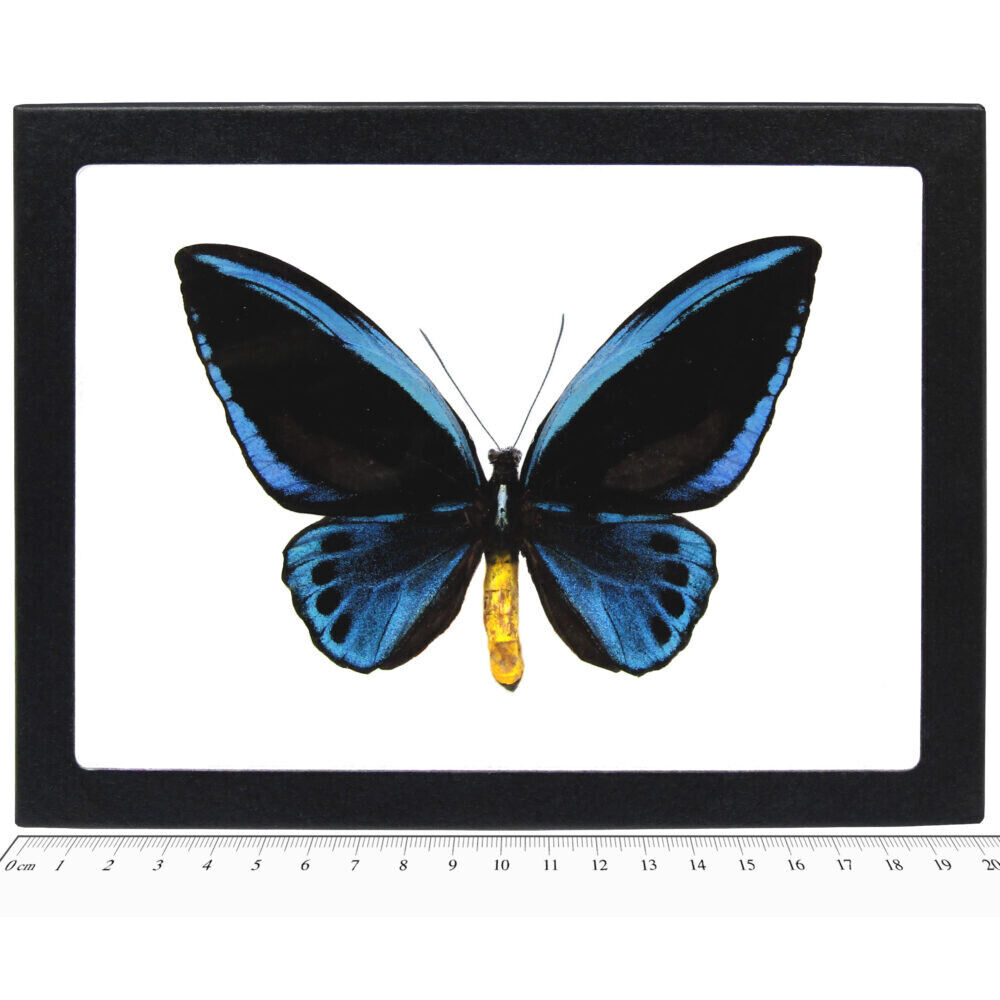 Ornithoptera urvillianus blue butterfly