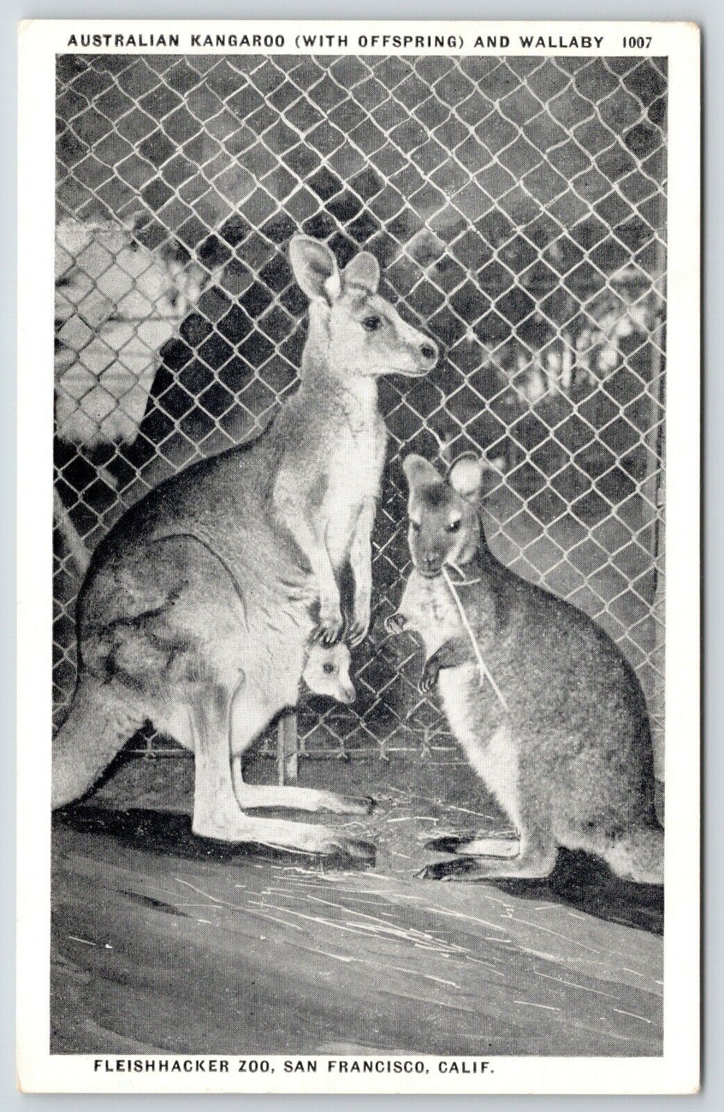 San Francisco Zoo~Jill & Joey Kangaroos~Their Fellow Marsupial Wallaby~B&W 1940s
