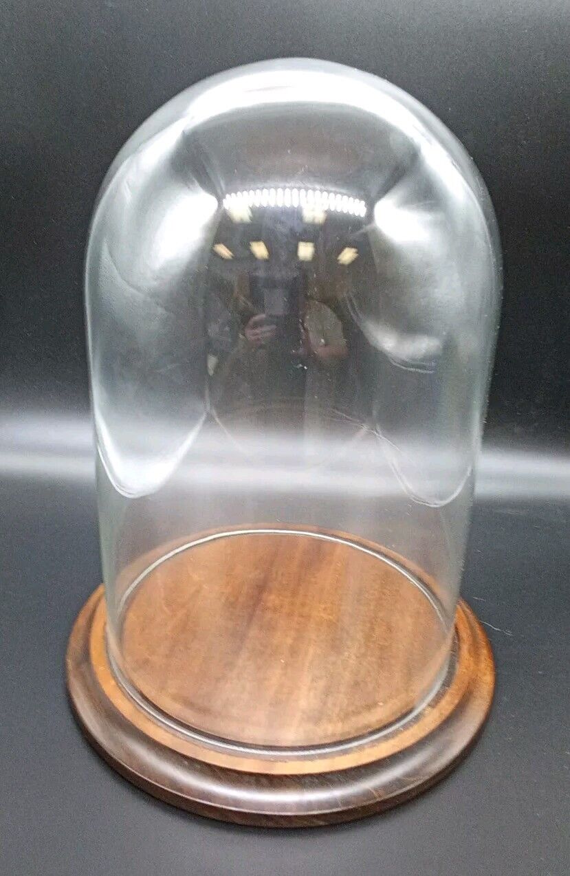 8x12 In. Glass Dome With Walnut Wood Base