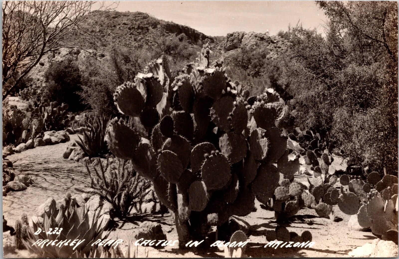 RPPC Postcard- Prickly Pear  Cactus In Bloom - Arizona Postcard