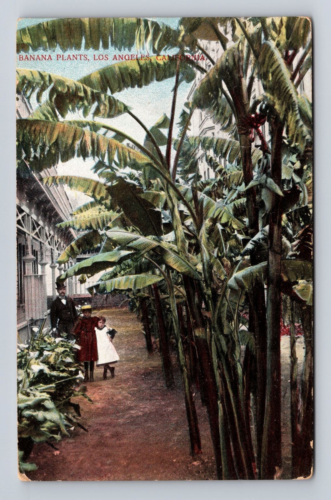 Los Angeles CA-California, Banana Plants, Antique, Vintage Souvenir Postcard