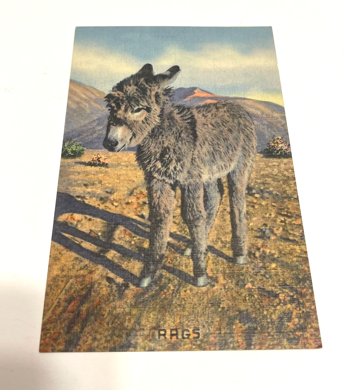 Postcard Vtg Animals Rags I Want My Momma Baby Burro Donkey Shaggy 