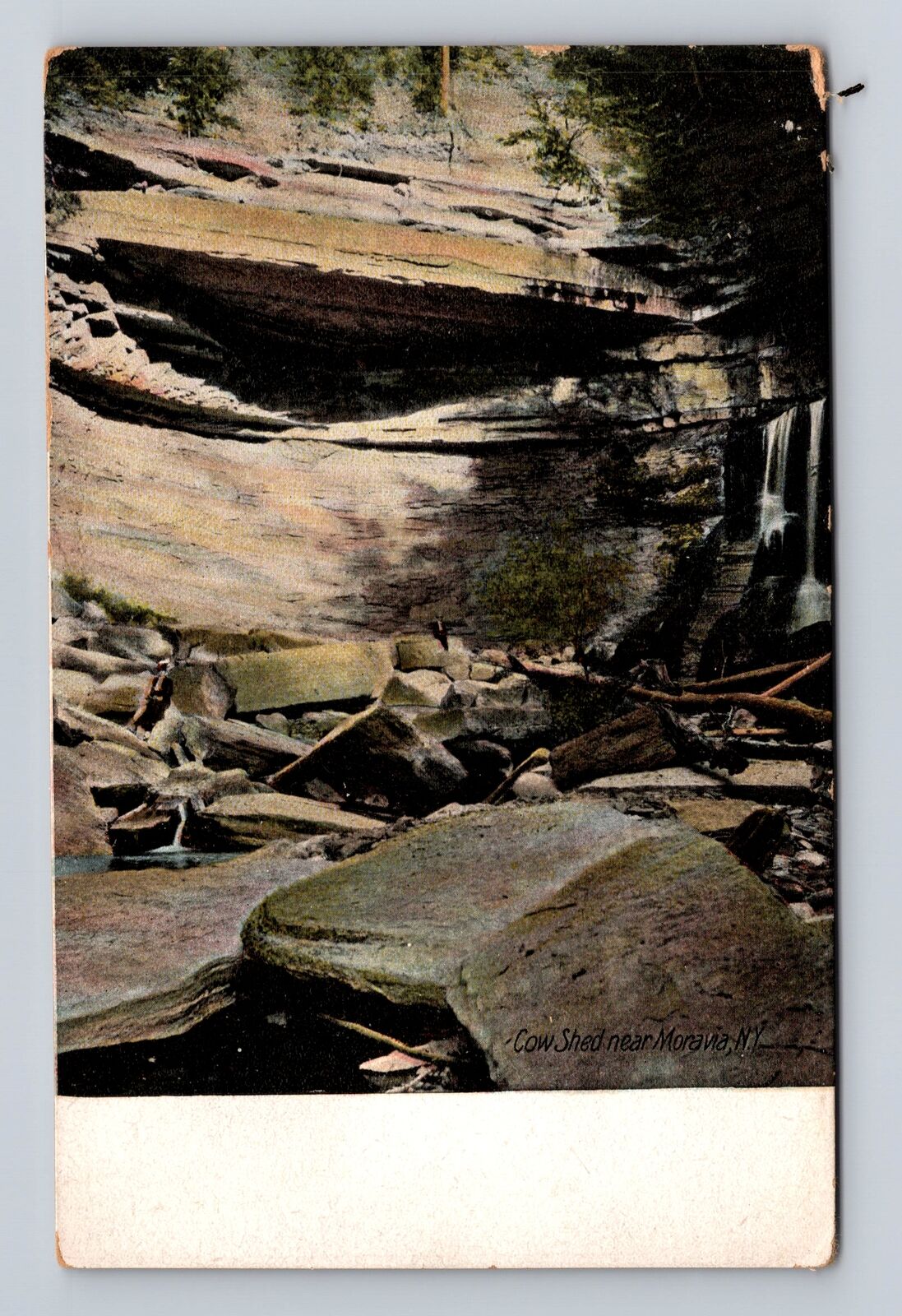 Moravia NY- New York, Cow Shed, Antique, Vintage Souvenir Postcard