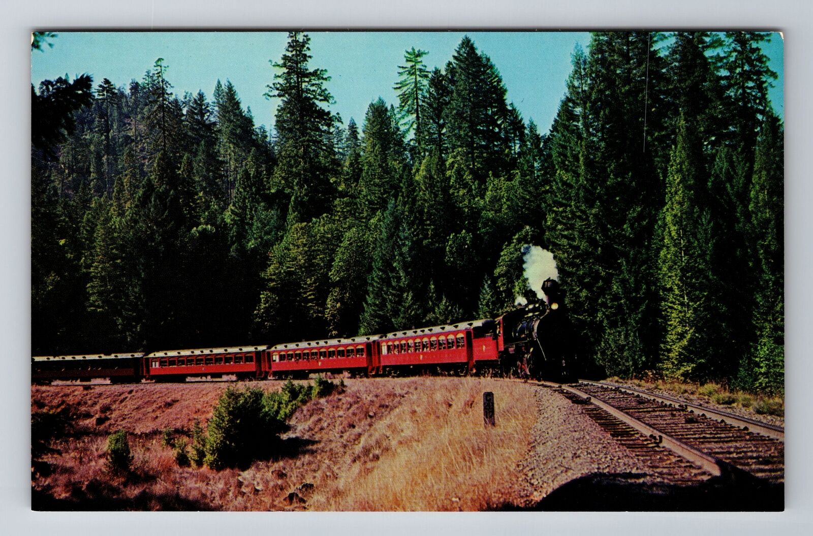 Willits CA-California, Super Skunk On Horseshoe Curve, Antique Vintage Postcard