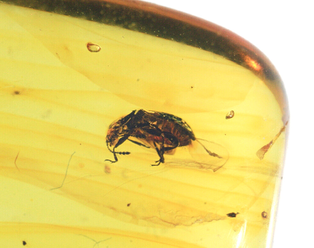 Ancient Beetle Preserved in Baltic Amber 65 to 95 Million Years Old