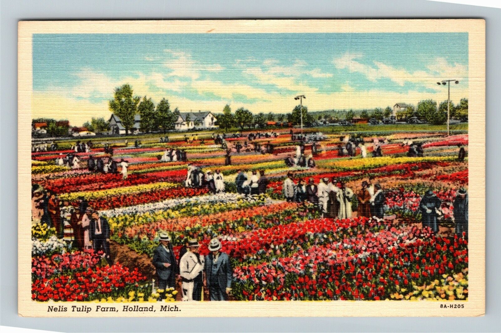 Holland MI-Michigan, Nelis Tulip Farm Aerial Scenic View Vintage Postcard