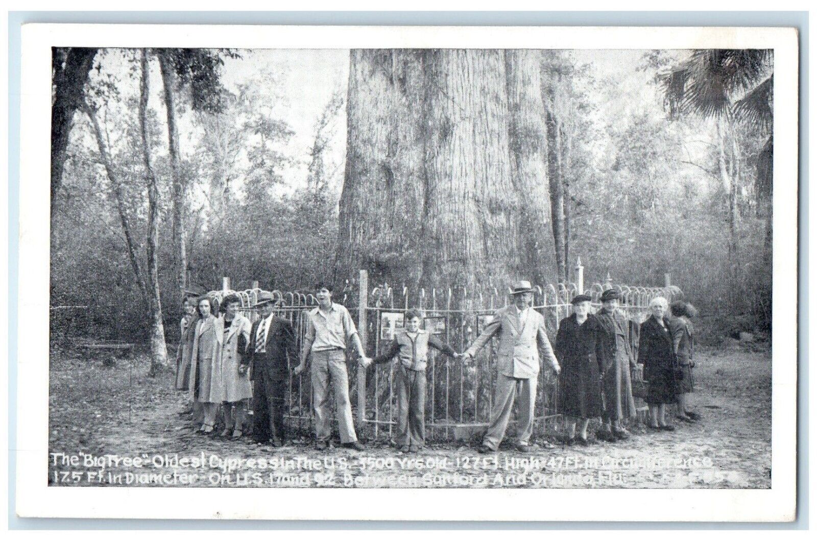 c1940 Big Tree Oldest Cypress Sanford Orlando Florida Vintage Antique Postcard