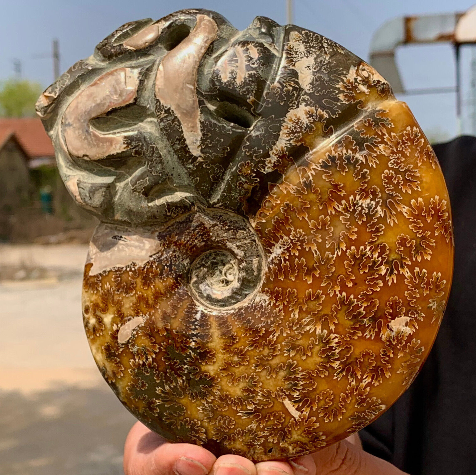 2.1LB Rare Natural Tentacle Ammonite FossilSpecimen Shell Healing Madagascar