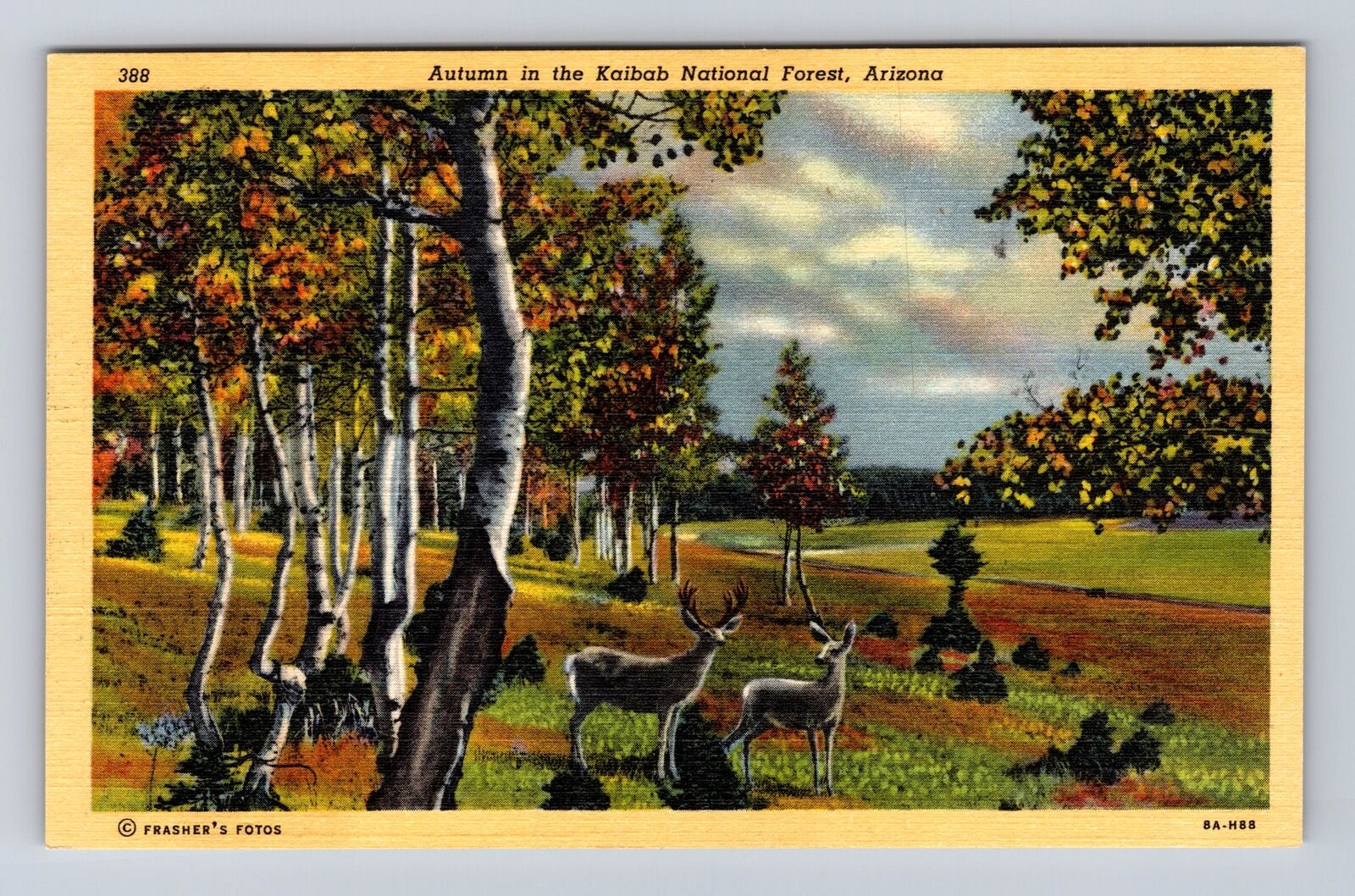 AZ- Arizona, Autumn In The Kaibab National Forest, Antique, Vintage Postcard
