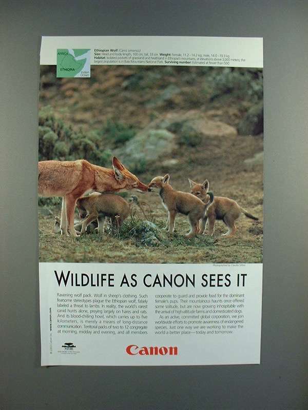 2003 Canon Ad w/ Ethiopian Wolf - Wildlife