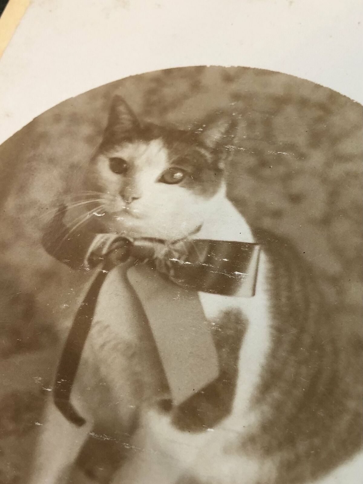 Wonderful 1890s Cabinet Photo Cat Wearing Bow Antique 1800s Pet Portrait Rare