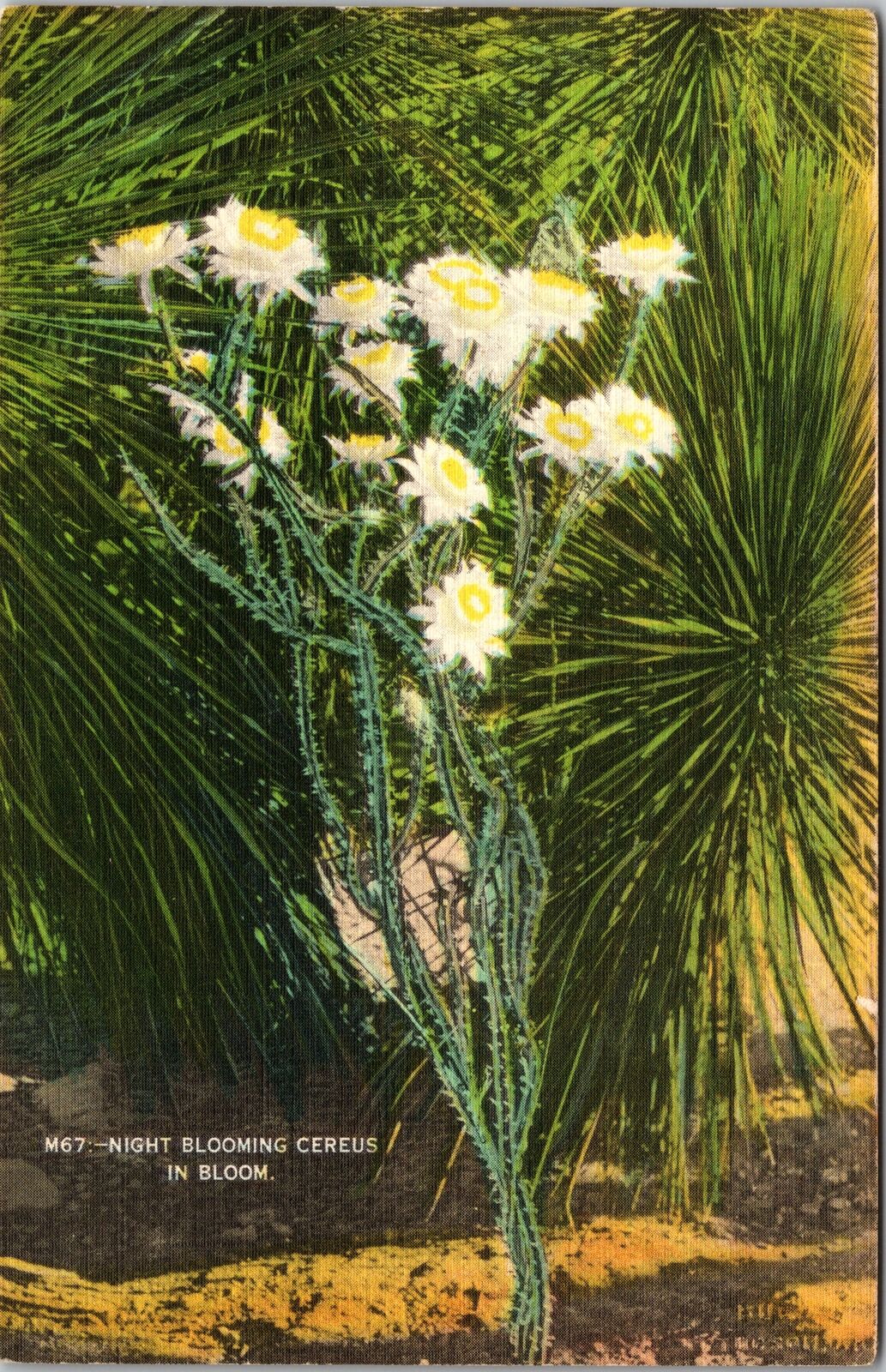 Night Blooming Cereus In Bloom, Plants, Vintage Postcard