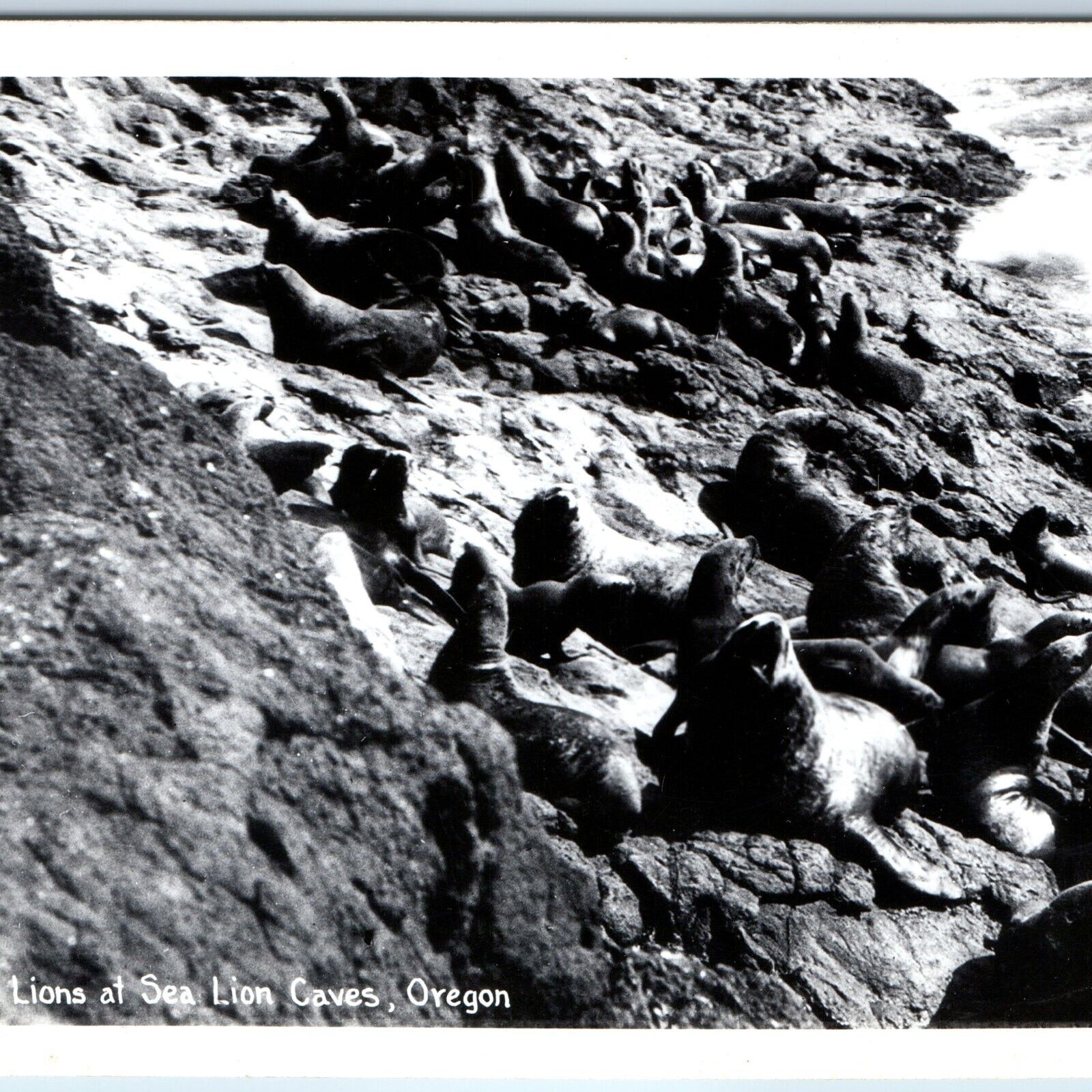 c1940s Oregon Coast Highway RPPC Sea Lions Caves Seal Rock Photo Sawyers A164