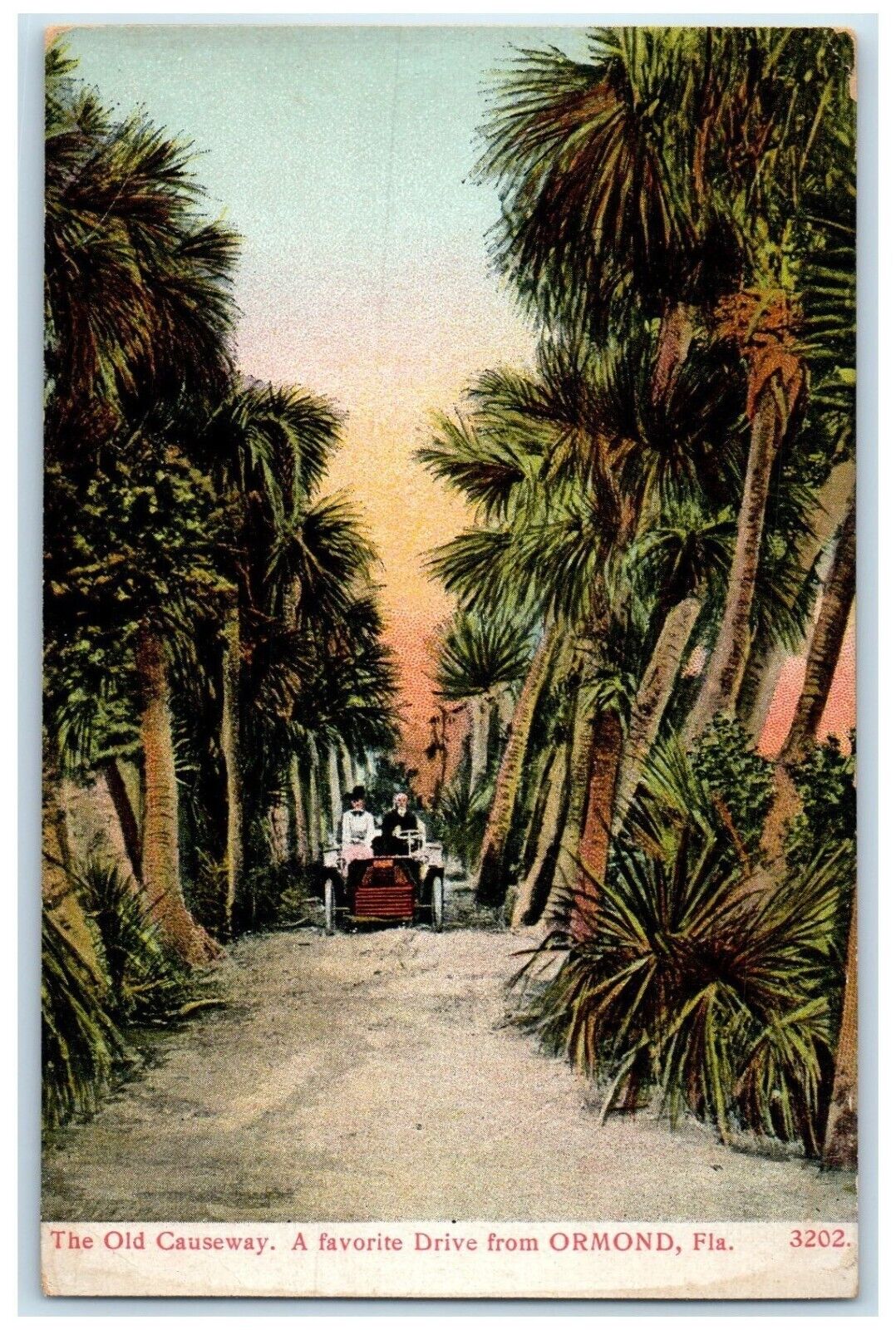 c1905 Old Causeway Favorite Drive Pine Trees Ormond Florida FL Vintage Postcard