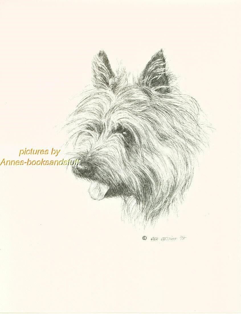 #77 CAIRN TERRIER portrait  dog art print * Pen and ink drawing * Jan Jellins