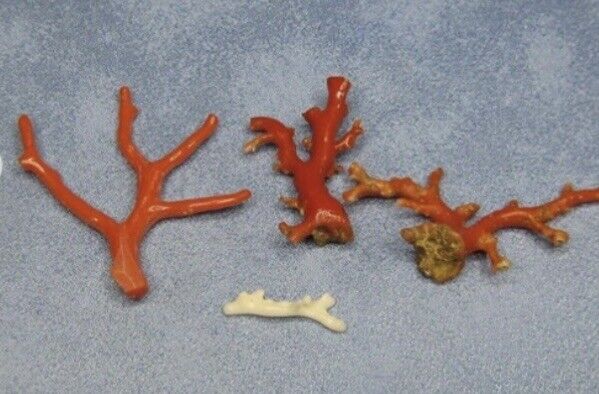 Genuine red and white coral
