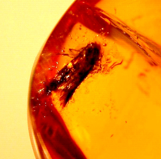 Beautiful Moth with Dust Coming off Its Wings in Dominican Amber Fossil Gemstone