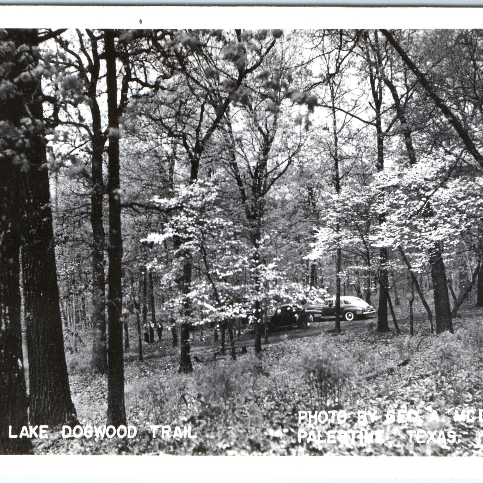 c1950s Palestine, TX RPPC Davey Lake Dogwood Trail Real Photo Postcard Cars A120