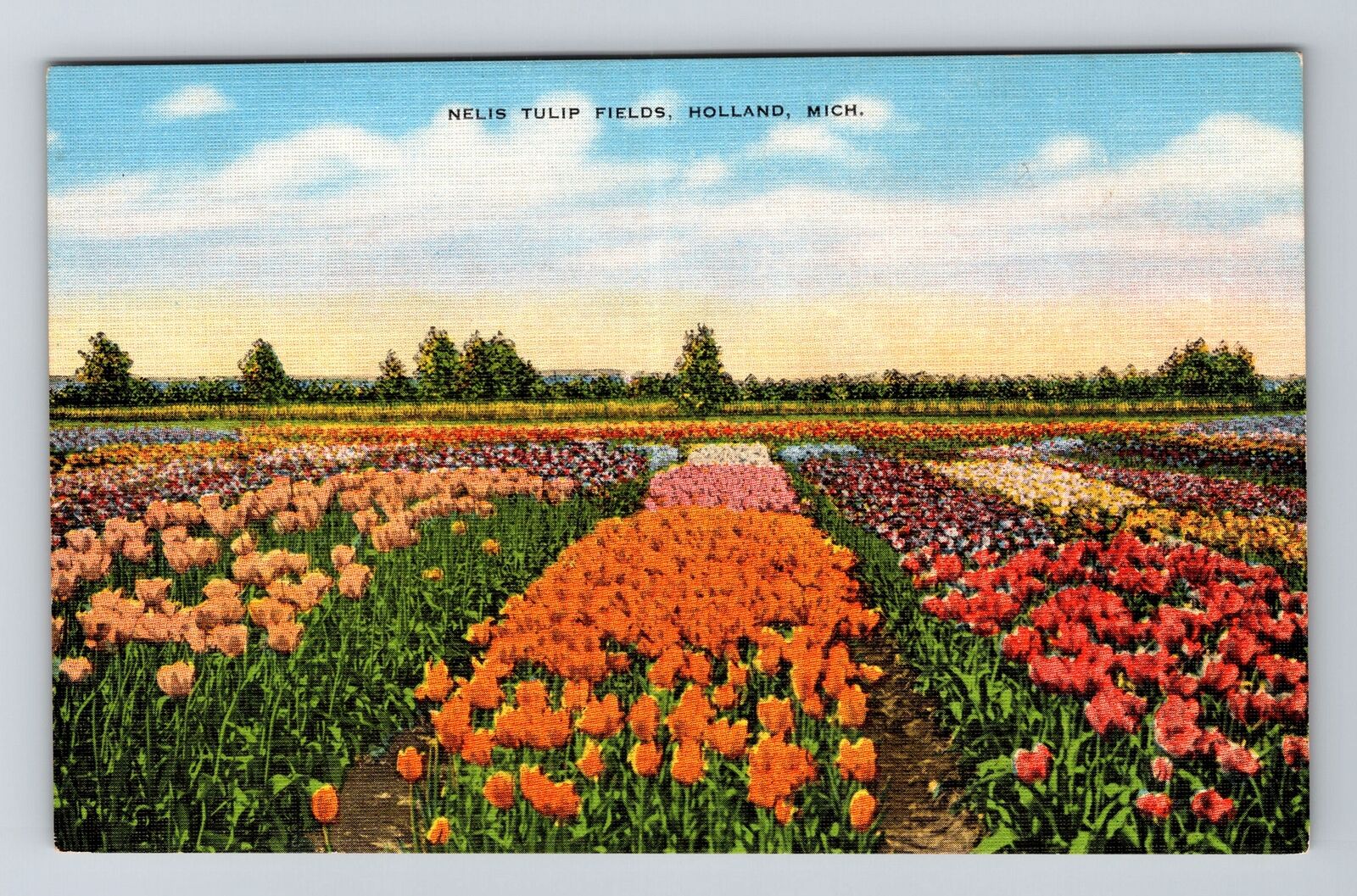 Holland MI-Michigan, Nelis Tulip Fields, Vintage Postcard