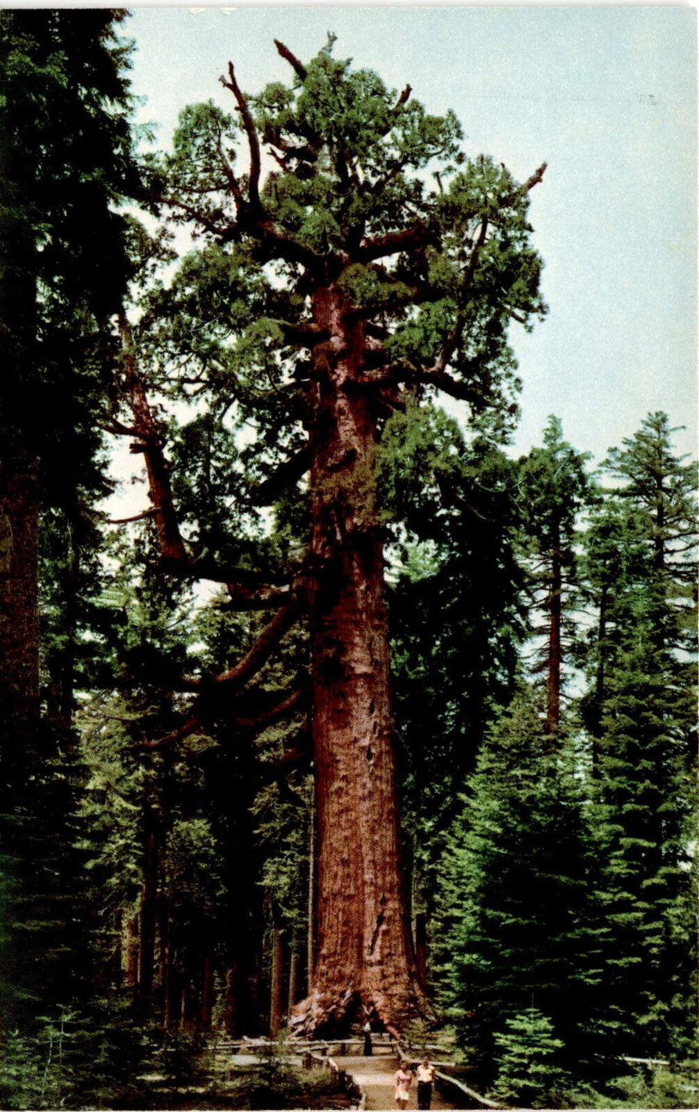 Grizzly Giant, Mariposa Grove, Big Trees, Yosemite National Park, Postcard